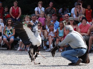 Volerie des aigles