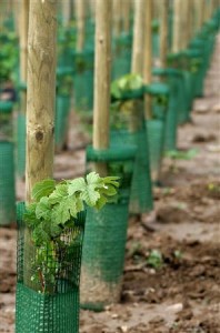 Vigne OGM Alsace