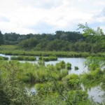 photo camargue alsacienne