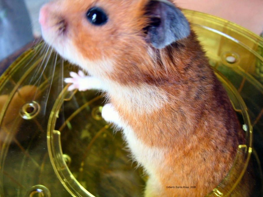 Un cricetus dans une boule.